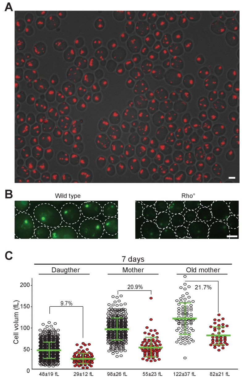 Figure 5 supplement 1. Panel A shows phalloidin-stained actin bodies in prototrophic Saccharomyces cerevisiae rho-zero cells after 24 hours in YPD, overlaid with DIC. Panel B instead reports Scl1-GFP proteasome localization after six days; its green puncta are not actin-body staining. Scale bars are 2 micrometers. Panel C compares cell volumes after seven days and does not measure actin-body dimensions.
