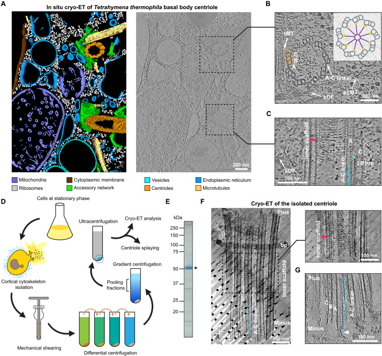 Figure 1: Tetrahymena basal-body A-C linkers in situ and after isolation. A-C show segmented and denoised in-situ cryotomograms; F-G show isolated basal bodies with A-C linkers labeled. D is the isolation schematic and E is an SDS-PAGE gel, not microscopy. Scale bars: A, 200 nm; B-C and F-G, 100 nm.
