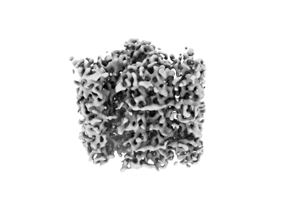 Representative density rendering of a focused wild-type Tetrahymena proximal basal-body B-C inner-junction reconstruction, including adjacent triplet density. This is a subtomogram average, not a raw micrograph, whole basal body or individually labeled protein model. No scale bar is shown.