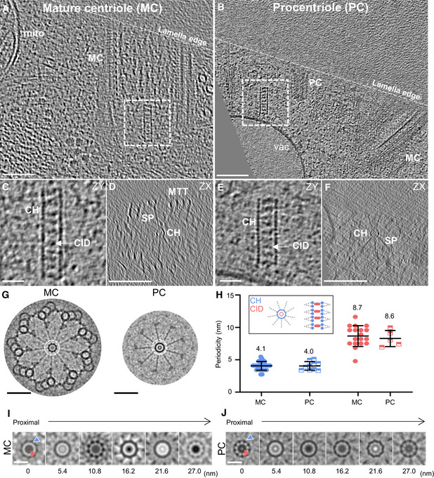 Native Chlamydomonas cartwheels in mature basal bodies and pro-basal bodies. A-B show in-situ tomographic context; C-F show longitudinal and transverse views of the hub, inner densities and spokes. G shows symmetrized cross sections, H compares measured axial spacings, and I-J show serial symmetrized hub projections. Scale bars in A-B are 100 nm.