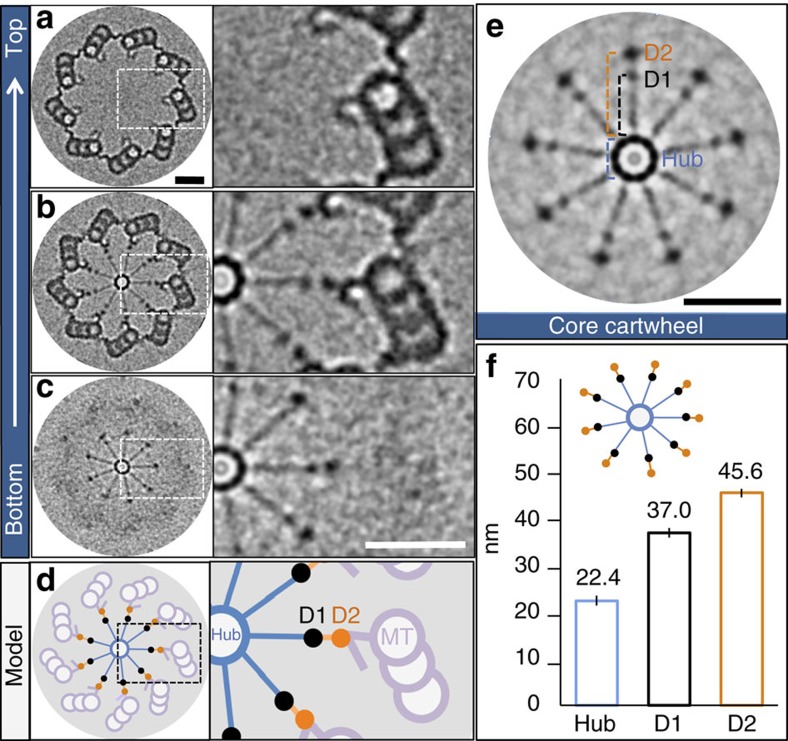 Native isolated Chlamydomonas CW-15 pro-basal-body cartwheel. Panels a-c show ninefold-symmetrized transverse cryo-tomographic sections and enlarged regions; d is a schematic. Panel e distinguishes the hub, D1 and the outer D2 density. Panel f plots hub diameter and radial hub-margin distances to D1 and D2, not D2-rod length. Scale bars are 50 nm. These cross sections show the D2 region, not its full longitudinal extent.