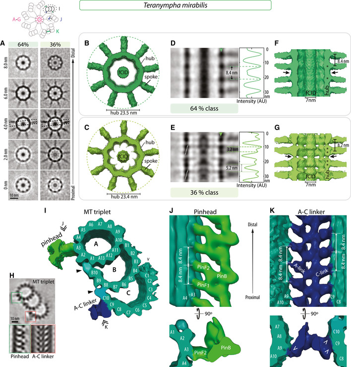 Filamentous cartwheel inner density (fCID) in Teranympha mirabilis basal bodies. A-C show transverse averages and surface views of the 64% and 36% cartwheel classes; D-E show longitudinal averaged sections with hub-density profiles. F-G show the continuous inner filament, approximately 7 nm in diameter, inside the hub. H-K show surrounding microtubule-triplet, pinhead and A-C linker reconstructions, not filament constituents. Scale bars in A and H are 10 nm. These are processed views, not raw tomograms or molecular assignments.