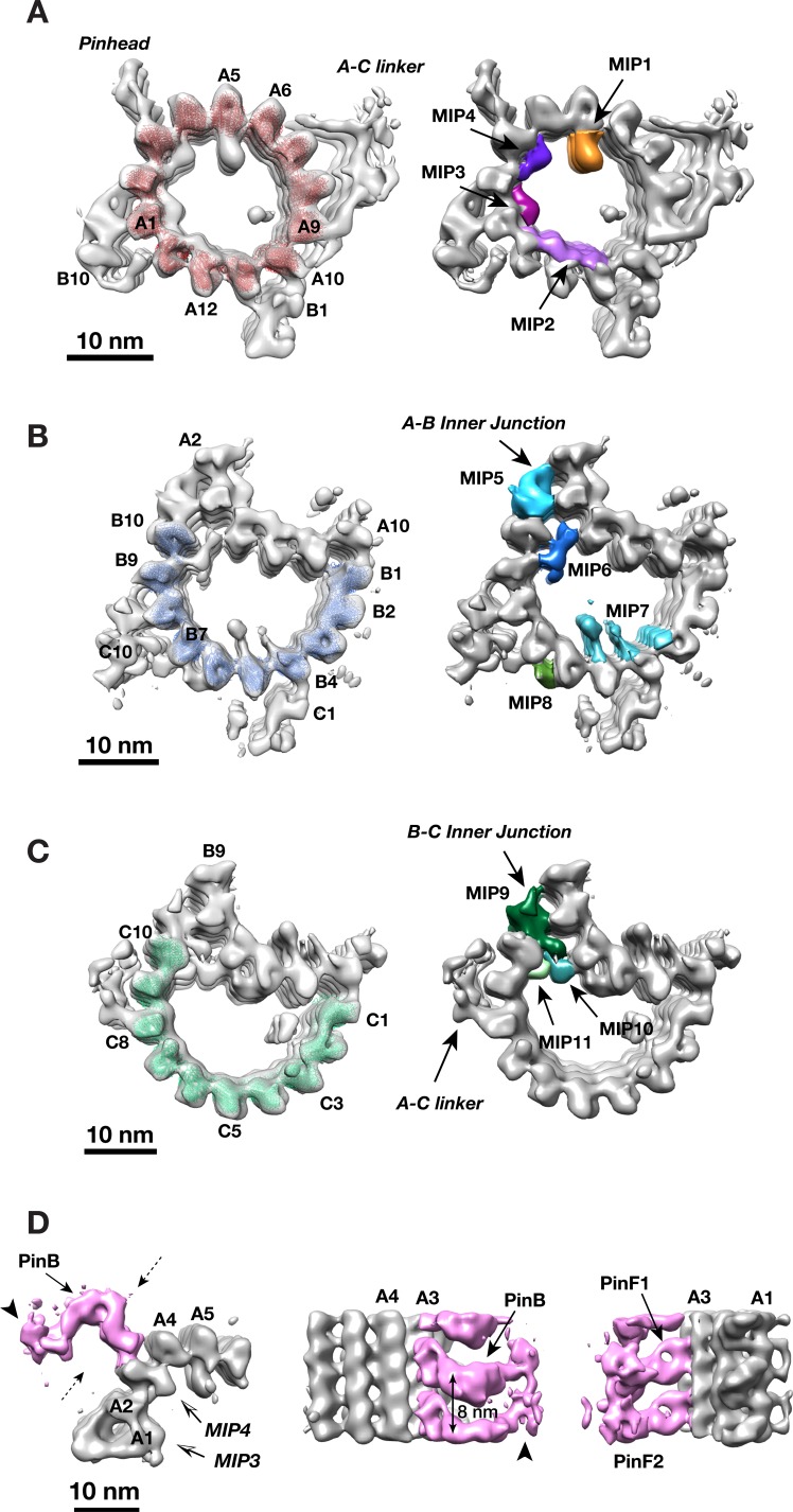 Chlamydomonas proximal triplet reconstructions. Panel D highlights the pinhead in pink, with PinB, PinF1 and PinF2 labeled and an 8-nm axial repeat. Panels A-C instead show tubule reconstructions and neighboring MIPs. Each row has a 10-nm scale bar. These are averaged density renderings, not raw micrographs.