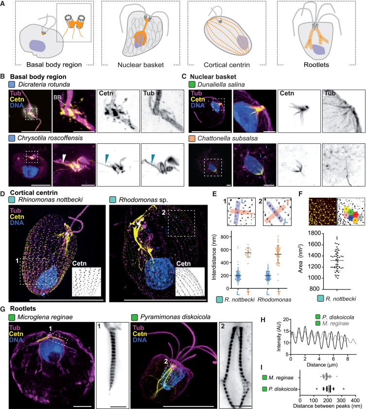 Figure 3: D shows cortical centrin (yellow) in Rhinomonas nottbeckii (source label Rhinomonas nottbecki, left) and Rhodomonas sp. (right), with tubulin in magenta and DNA in blue, using fixed-cell U-ExM. E summarizes network spacing; F illustrates Rhinomonas hexagons and their measured areas. A-C and G-I include schematics or other centrin structures and taxa, not additional examples of this network. The legend gives adjusted 10 micrometre bars and 1 micrometre insets, conflicting with the Methods scale statement; no native-size measurement is inferred here.