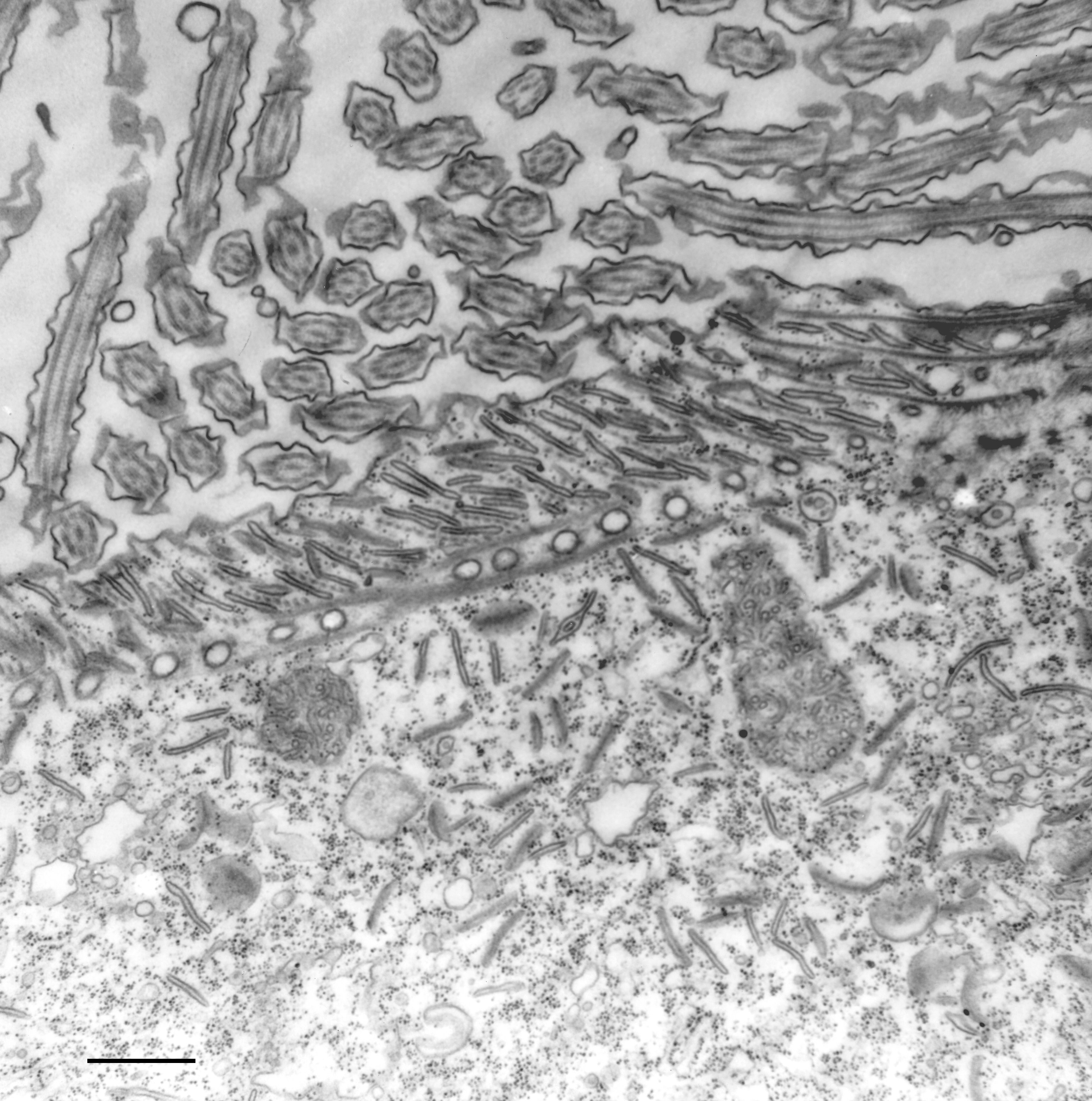 Cytostomal cord and adjacent cross sections of alveolar-sac extensions in Paramecium multimicronucleatum. Source scale bar: 0.5 micrometres. Static anatomy does not demonstrate calcium-triggered cord contraction.