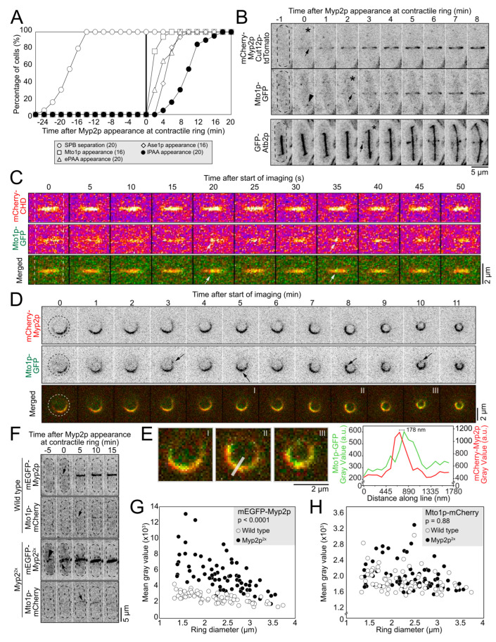 Multipanel Figure 1 follows equatorial Mto1, contractile-ring Myp2 and microtubules through cytokinesis. Fluorescence views and time series are accompanied by timing, intensity and position plots, including wild-type and increased-Myp2 comparisons. Microscopy scale bars are 5 or 2 micrometers as marked; plots are not micrographs or a purified-complex structure.