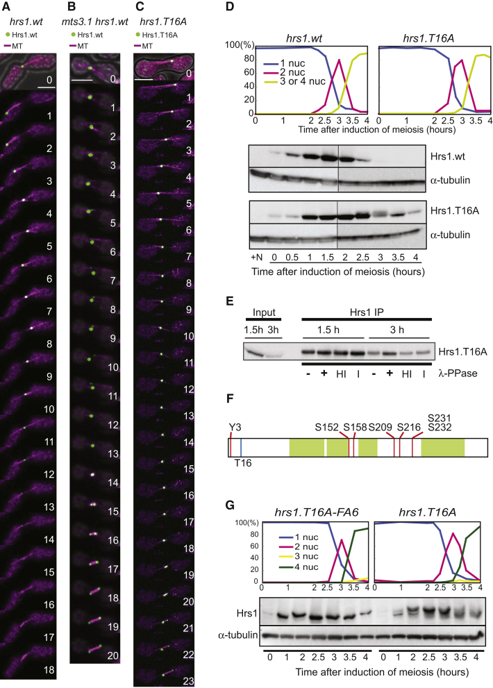 Multipanel Figure 4 follows the S. pombe meiotic radial microtubule array and its transition to meiosis I. A shows endogenously tagged wild-type Hrs1 in green and mCherry-Atb2 microtubules in magenta: the prophase array and Hrs1 signal disappear before the later spindle. B and C compare proteasome-impaired and stabilized-Hrs1 cells. D-G contain synchronization plots, immunoblots, phosphatase treatment and a phosphorylation-site schematic, not additional array micrographs. Times in A-C are minutes after filming begins, not a universal meiotic clock.
