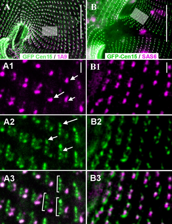 Epifluorescence Figure 3 of dividing ICL-less BP Paramecium tetraurelia. A/A1-A3 compare GFP-Cen15-positive ICL1e complexes (green) with 1A9-positive older organizing-centre material (magenta); arrows in A2 identify new complexes. B/B1-B3 compare GFP-Cen15 (green) with RFP-SAS6-marked basal bodies (magenta). These dots are not an intact lattice, and SAS-6 is a neighboring marker, not a claimed complex subunit. Scale bars: 20 micrometres in A/B and 1 micrometre in the insets.