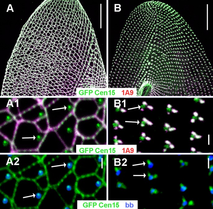 Confocal Figure 2: wild-type Paramecium tetraurelia lattice in A/A1/A2, contrasted with BP ICL-less cells and residual basal-body-associated structures in B/B1/B2. GFP-Cen15 (ICL1e subfamily) is green, 1A9-labelled ICL centrins magenta, and basal bodies blue where shown. Arrows mark the separate ICL1e dot. Scale bars: 20 micrometres in A/B; 1 micrometre in insets.