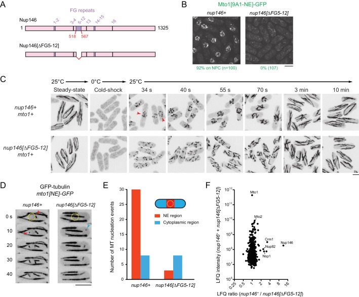 Nuclear-pore targeting and microtubule output in S. pombe. A diagrams the Nup146 FG5-12 deletion; B compares NE localization of the non-nucleating Mto1[9A1-NE]-GFP reporter. C shows anti-tubulin immunofluorescence during cold recovery with full-length wild-type Mto1. D-E show steady-state nucleation imaging and counts with Mto1[NE]-GFP; F compares crosslink-MS enrichment. Image bars are 5 micrometers. These distinct engineered and wild-type contexts must not be combined into a native stoichiometry or a resolved whole-iMTOC structure.