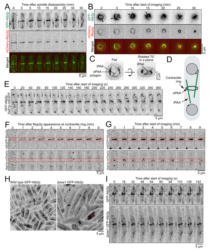 Multipanel Figure 2 shows the S. pombe post-anaphase microtubule array. A-C and E follow equatorial polygons and longitudinal extensions; D is a schematic, F-G show Ase1 localization and timing, and H-I compare wild type with ase1 deletion. Later projections in B overlap equatorial and longitudinal signals. The scale bar in C is 2 micrometers and the other marked bars are 5 micrometers; these are not fixed array dimensions.