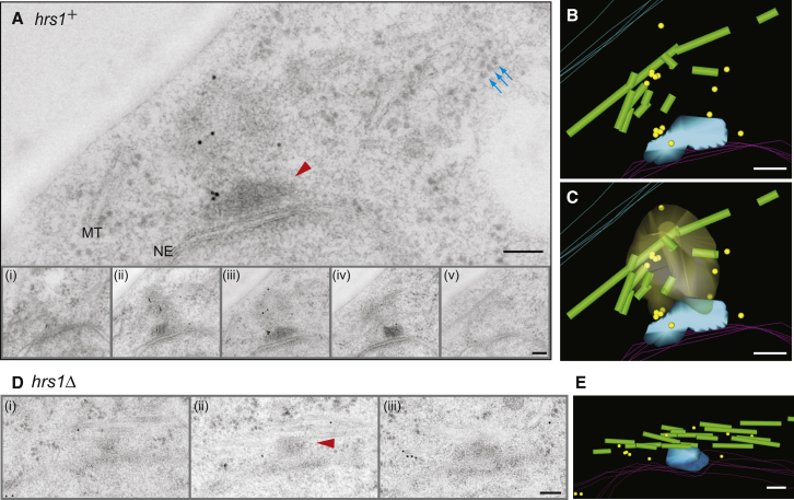 Gamma-tubulin localization at the S. pombe radial organizing center. A shows immunogold-labeled TEM serial sections of synchronized meiotic cells with wild-type hrs1; B-C model those labels and the ribosome-excluding amorphous region. D shows hrs1-deletion sections and E their model, with more dispersed gamma-tubulin labels and nonradial microtubules. In the models, yellow marks gamma-tubulin labels, green microtubules and blue the SPB; C highlights the amorphous region. Bars are 100 nm. Model surfaces are interpretations, not additional micrographs.