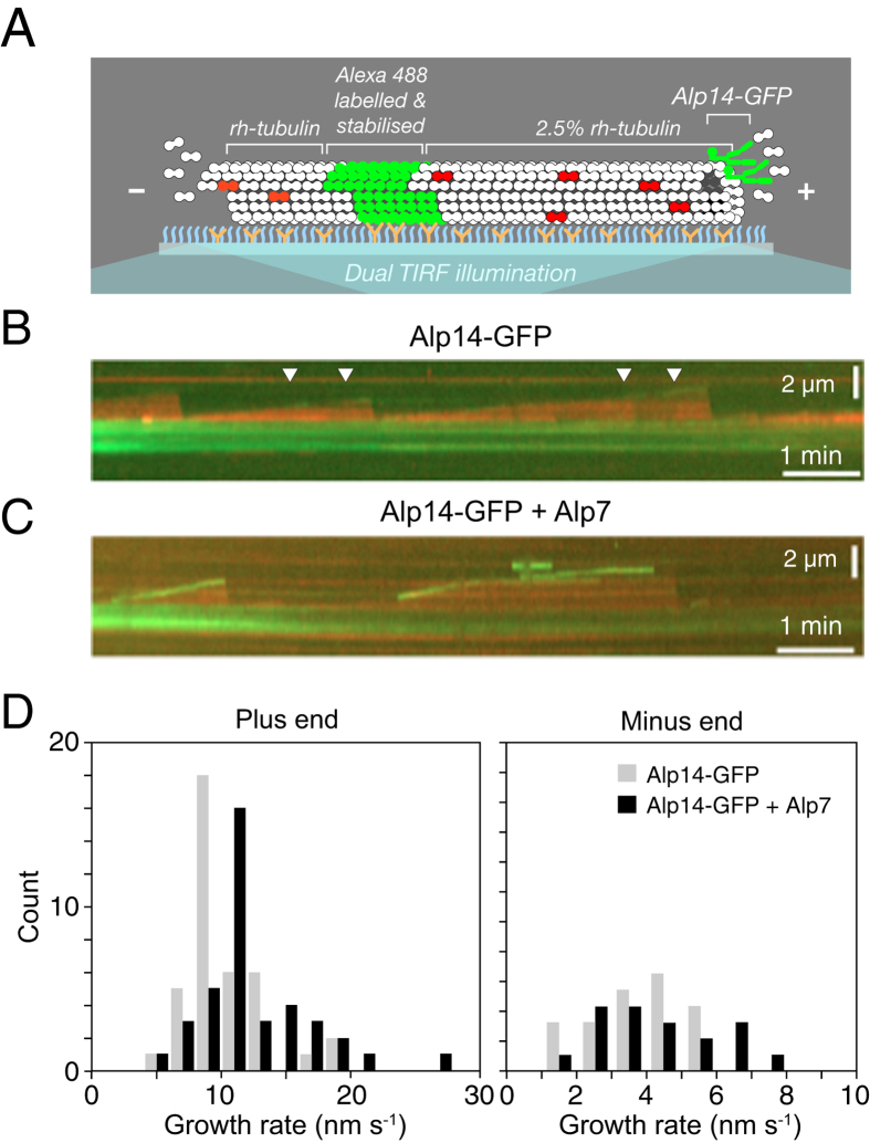 Reconstituted S. pombe Alp7/Alp14 activity. A diagrams the dual-TIRF assay; B-C show microtubule kymographs with Alp14-GFP alone or with Alp7, and D compares plus- and minus-end growth-rate distributions. The assay combines purified S. pombe proteins/tubulin with 2.5% labelled pig-brain tubulin and stabilized seeds. Kymograph bars are 2 micrometers and 1 minute. This is a functional reconstitution, not a resolved complex structure or whole-cell micrograph.