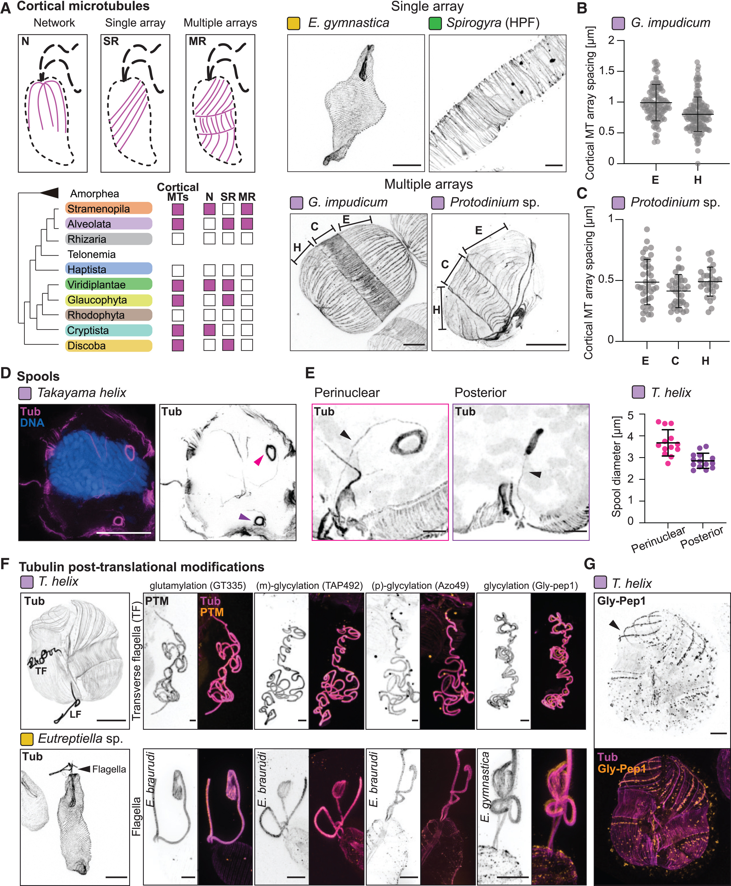 Figure 2: D-E show tubulin-positive perinuclear and posterior spools in Takayama helix by fixed-cell ultrastructure expansion microscopy; D includes tubulin in magenta and DNA in blue, and E includes enlarged views and diameter summaries. A-C and F-G contain other taxa or other cytoskeletal observations, not additional spool examples. The legend gives 5 micrometre scale bars adjusted for expansion, but Methods says bars are not adjusted; no native-size measurement is inferred here.