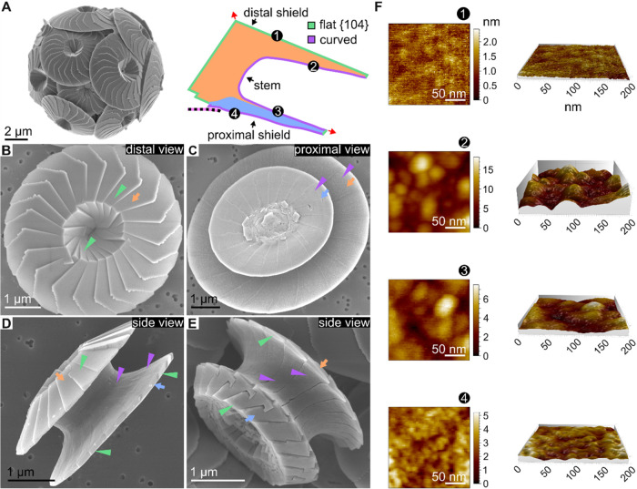 Calcidiscus leptoporus, Figure 1. A: SEM of a coccolith-covered cell beside a schematic cross-section of one scale. B-E: SEM views of individual coccoliths from distal, proximal and side orientations. F: AFM surface-height maps and three-dimensional projections of selected regions. The two shields and connecting stem characterize this example, not every coccolith type; AFM scan areas are not whole-scale dimensions.