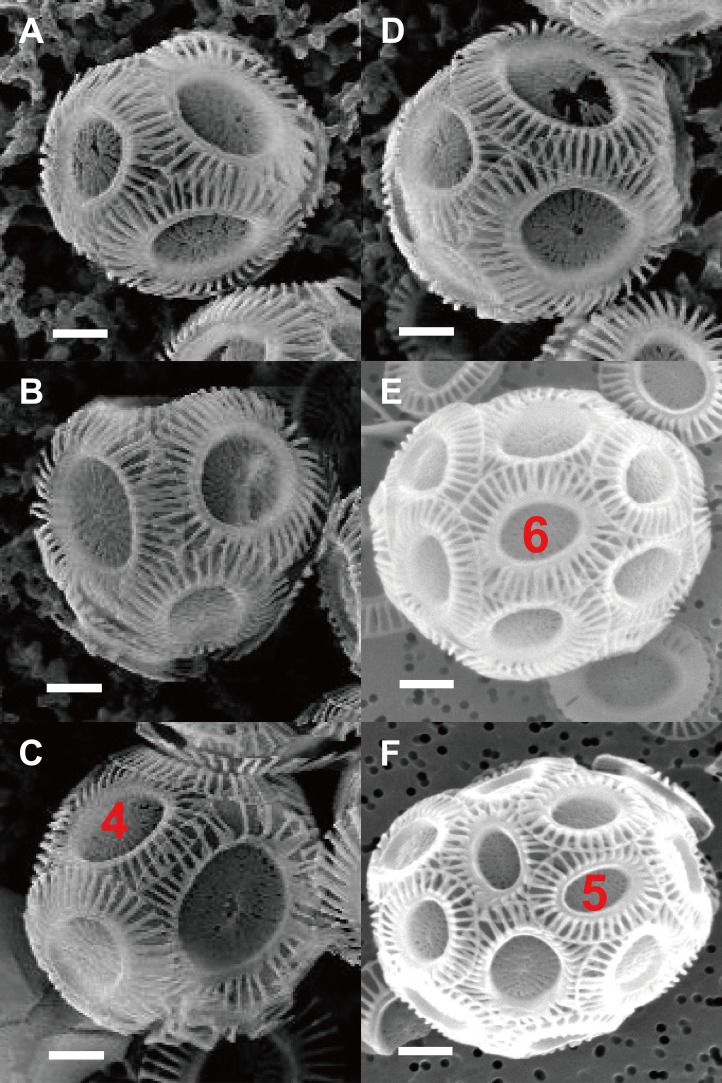 Emiliania huxleyi CS-369 coccospheres, Figure 2. Six SEM panels (A-F) show different arrangements of interlocking coccolith scales around cells. White scale bars are 1 micrometre; red numbers identify neighboring plates around selected coccoliths, not the total number of plates in the covering. Whole-sphere plate estimates in the study depend on a counting assumption and are not universal coccosphere counts.