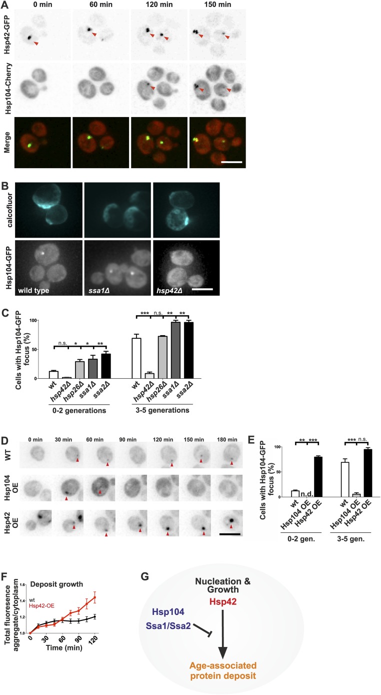 Age-associated deposit formation in budding yeast. Panel A follows Hsp42-GFP and Hsp104-mCherry recruitment; B-C compare wild type and separate chaperone deletions. D-F follow Hsp104 and Hsp42 overexpression and focus growth. Arrows mark deposits; microscopy scale bars are 5 micrometers. Panel G is the authors' assembly model, not an additional micrograph.