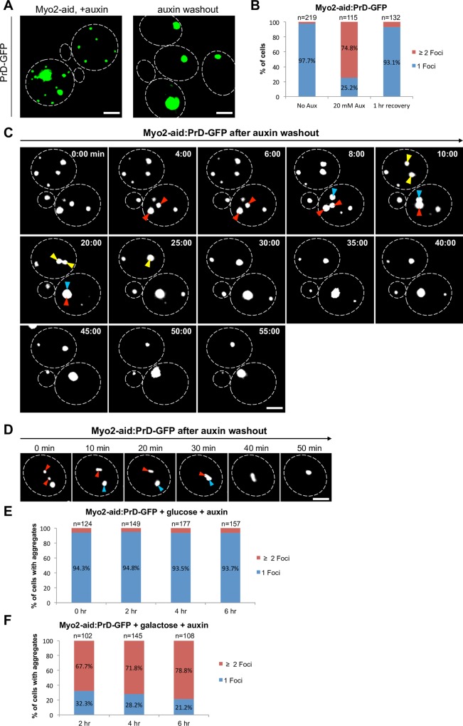 PrD-GFP recruitment and recovery in yeast Myo2-aid cells. Panels A-D show dispersed foci after depletion and coalescence after auxin washout; E distinguishes persistence of a preformed IPOD from the recruitment defect in F. Microscopy scale bars: 2 micrometers. B, E and F are quantifications, not micrographs.