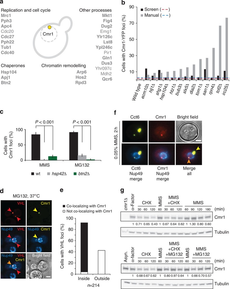 Multi-panel characterization of yeast INQ. Panels d-e distinguish nuclear Cmr1/VHL colocalization from cytoplasmic VHL foci; panel f shows a subset of Cct6 foci overlapping Cmr1. Microscopy scale bars: 2 micrometers. Other panels show screening, deletion phenotypes and immunoblots, not a universal INQ composition.