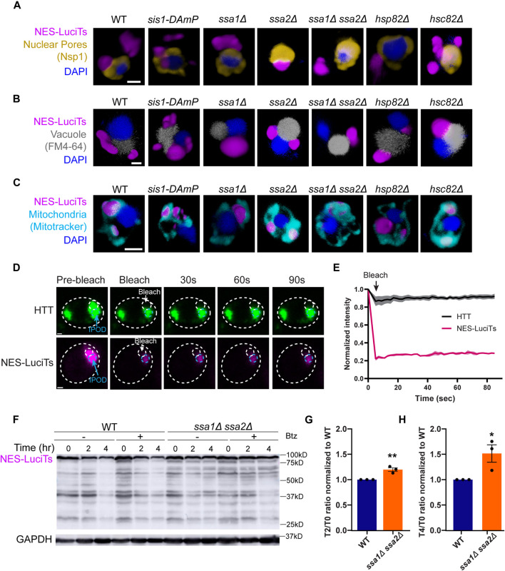 Multi-panel yeast JUNQ reporter characterization. Panels A-C compare wild-type and chaperone-perturbed cells: NES-LuciTs is magenta, the nuclear region is marked in yellow and blue, vacuoles are grey and mitochondria are cyan. Microscopy scale bars in A-C are 1 micrometer. Panels D-E compare static peripheral inclusions in the ssa1/ssa2 double mutant with an HTT/IPOD comparator, not positive wild-type JUNQ. Panels F-H show reporter immunoblots and turnover quantification.