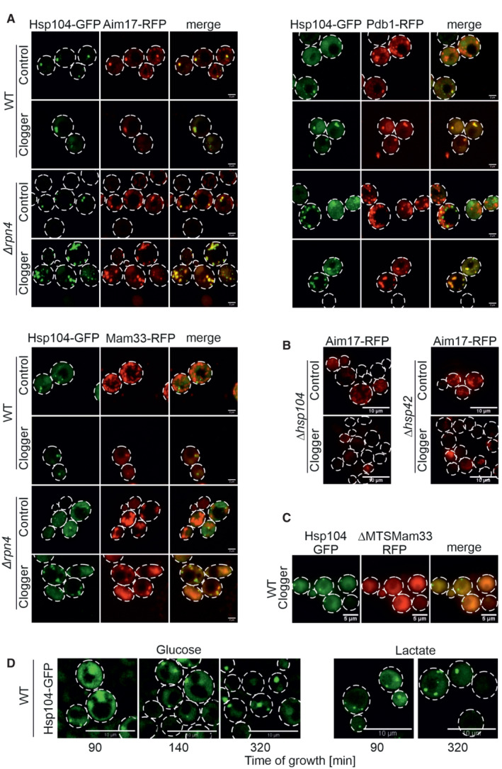 Mitochondrial precursor reporters and Hsp104-positive granules in yeast. A: Aim17, Pdb1 and Mam33 reporter localization in wild-type and rpn4-deletion cells with control or clogger expression. B: separate hsp104- and hsp42-deletion Aim17 assays. C: targeting-sequence-deleted Mam33. D: glucose/lactate growth conditions. Scale bars: A, 2 micrometers; B and D, 10 micrometers; C, 5 micrometers.