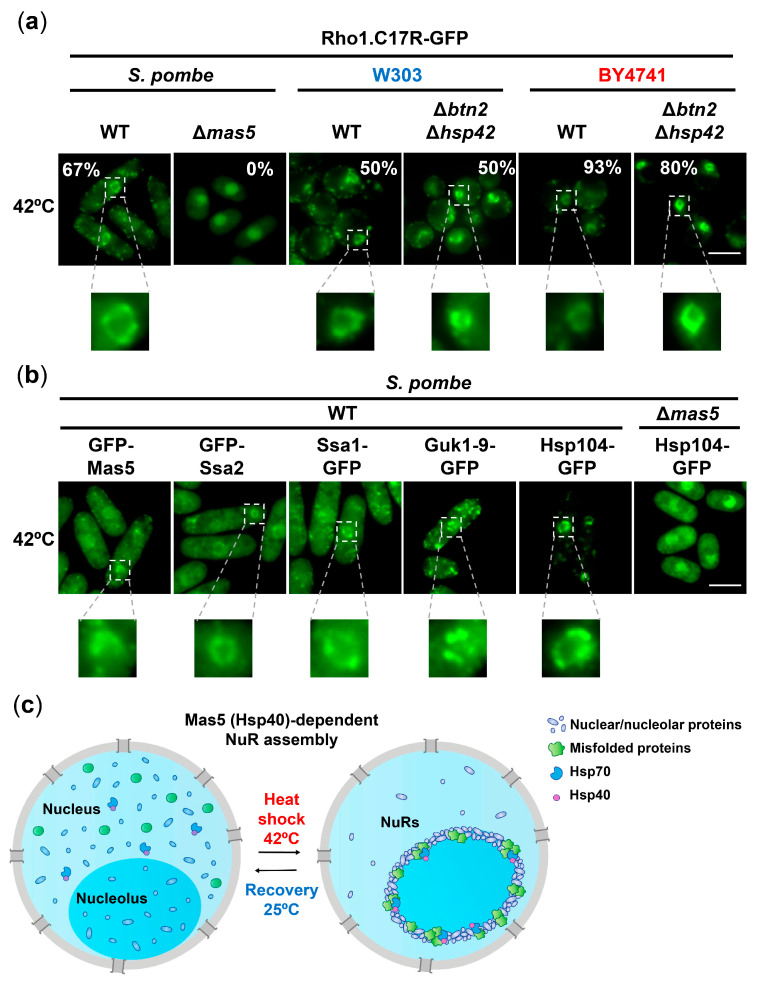 Figure 7. Severe-heat NuRs at 42 C for 15 minutes. Panel a compares the Rho1 reporter in fission yeast and budding-yeast W303/BY4741 derivatives. Panel b shows fission-yeast Mas5, Ssa2, Ssa1, Hsp104 and Guk1-9 reporter signals, including the mas5 deletion control. Insets enlarge nuclear rings; scale bars are 5 micrometers. Panel c is a proposed assembly/recovery model, not a separate measurement. W303 preparation includes 50-fold culture concentration.