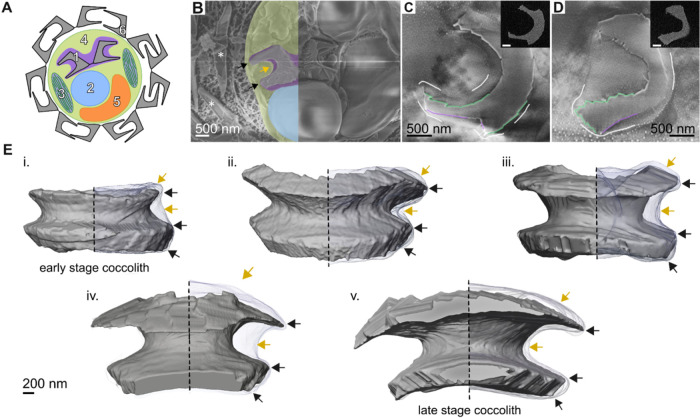Calcidiscus leptoporus, Figure 2. A: schematic cell organization, not to scale. B: cryo-SEM of a cell containing an intracellular coccolith. C-D: cryo-FIB-SEM sections, with the vesicle membrane highlighted in white. E: five reconstructed coccolith stages, showing the enclosing membrane on each right half. Arrows distinguish close and more variable membrane-crystal spacing; the panels are not a time-lapse of one cell.