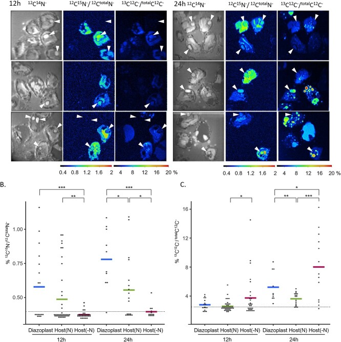 NanoSIMS isotope imaging of Epithemia clementina after 12 or 24 hours of labeling. Arrowheads identify diazoplasts; lower panels compare nitrogen and carbon enrichment in diazoplast and host regions. Complete multi-panel Figure 2, including quantification.