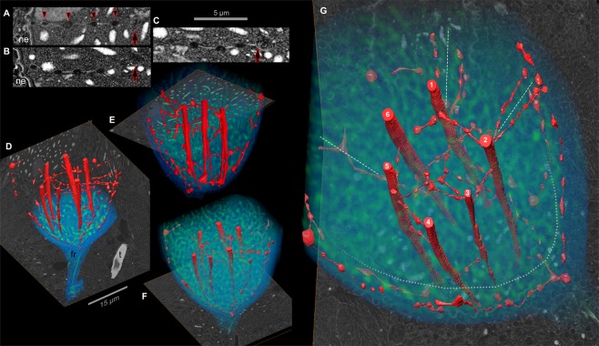 Polykrikos kofoidii, Figure 3. A-C: FIB-SEM sections showing strands and membranous swellings between the nuclear envelope and a tunnel. D-F: reconstructed net in red over section images; surrounding anatomy is shown for context. G: the six numbered tunnels and connecting strands in this reconstruction. This is the observed count in one specimen, not a universal count.
