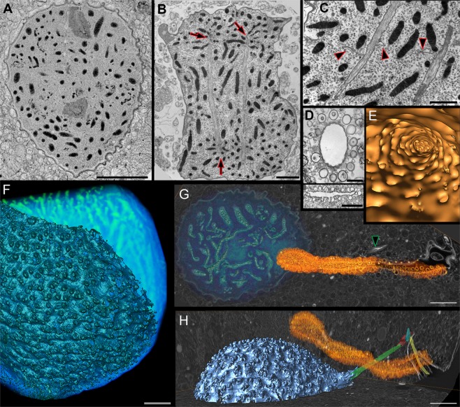 Polykrikos kofoidii, Figure 2. D: transverse and longitudinal TEM sections of the pusule collecting duct and diverticula (2 micrometer scale bars). E: interior FIB-SEM surface reconstruction. G-H: orange pusule in cellular context (5 micrometer bars). A-C and F depict nuclear features, not pusule anatomy; the nucleus, fibrous ribbon and flagellar rootlets are not pusule components.