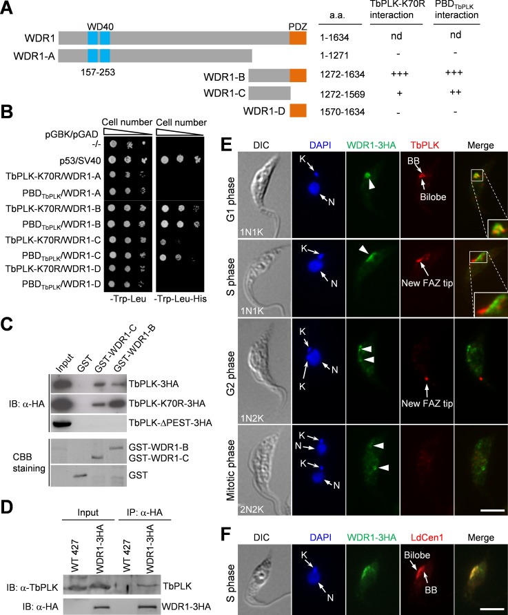 WDR1 subunit localization and interaction assays, not a resolved image of the entire CRL4WDR1 complex. Panels E-F show procyclic T. brucei: endogenous WDR1-3HA is green; TbPLK (E) or the anti-LdCen1 marker (F) is red; DAPI is blue. WDR1 is enriched at the basal-body/bilobe region in G1/S and remains detectable at lower levels later. Scale bars, 5 micrometers. Panels A-D show constructs, yeast two-hybrid, GST/lysate pull-down and co-immunoprecipitation assays; their hosts are not additional canonical organisms. Original Figure 2, unchanged.