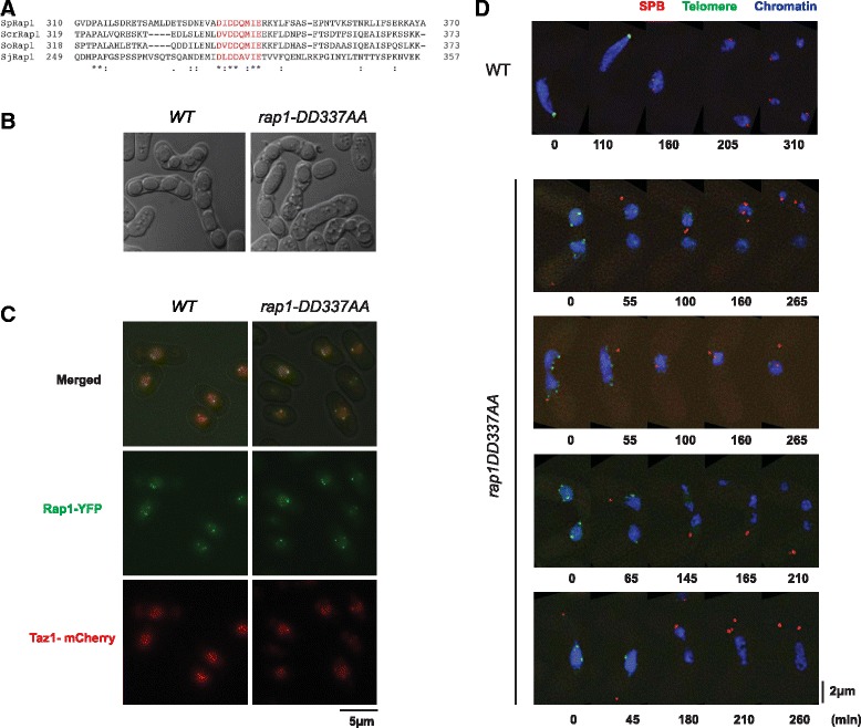 Figure 4 combines a Rap1 sequence alignment, asci, mitotic Rap1/Taz1 colocalization, and live meiotic time courses. Panel D compares wild type with Rap1-DD337AA mutants using Sid4-mCherry for the SPB, Rap1-YFP for telomeres and Hht1-Cerulean for chromatin; its bar is 2 micrometers. Panel C is mitotic, not a meiotic bouquet.