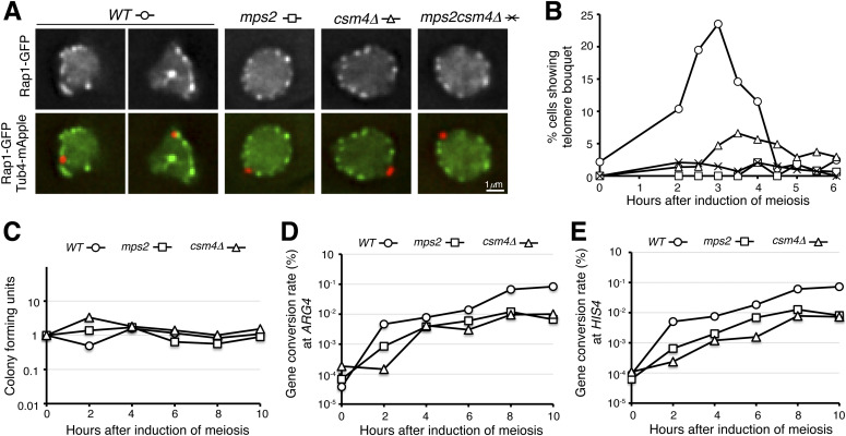 Multipanel Figure 4: Rap1-GFP marks clustered chromosome ends in wild-type budding-yeast prophase I and dispersed ends in Mps2-depleted and csm4-deleted cells. Tub4-mApple marks the SPB; panel A bar is 1 micrometer. Bouquet frequency, viability and ARG4/HIS4 gene-conversion plots accompany the micrographs.