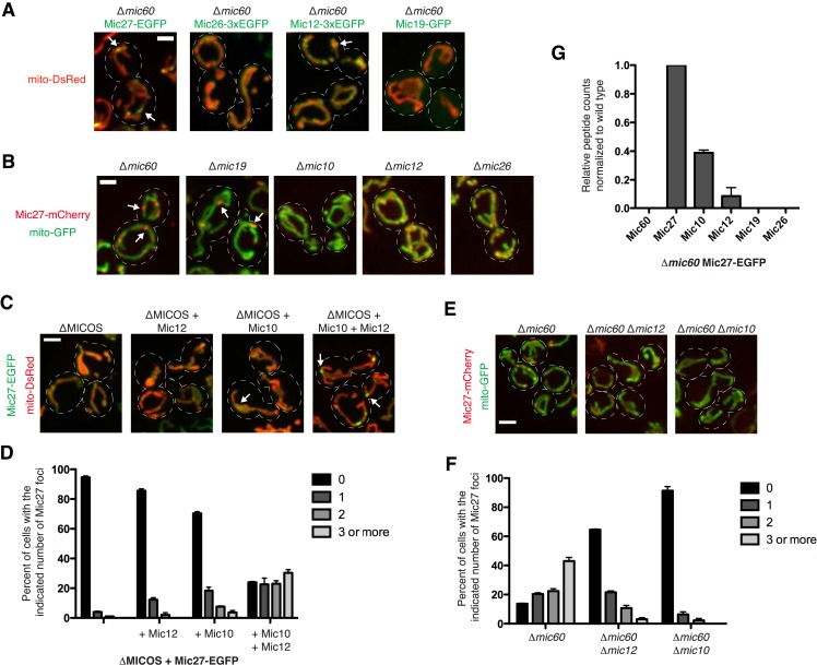 Conditional MICOS subassembly in W303-derived Saccharomyces cerevisiae, not an image of an isolated intact four-protein MIC10 complex. Full Figure 3: confocal fluorescence of tagged MICOS proteins and mitochondrial markers in deletion and reconstitution strains (A-C, E), Mic27 foci counts (D, F), and Mic27-EGFP immunopurification mass-spectrometry comparison (G). Mic10 and Mic12 support focal Mic27 assemblies without Mic60. Original multipanel figure retained.