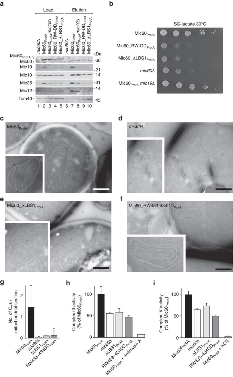 Mic60 perturbation context in YPH499-derived Saccharomyces cerevisiae, not an image of the isolated Mic60-Mic19 complex. Full Figure 4: affinity purification (a), respiratory growth (b), mitochondrial cryosection TEM of Mic60-ProtA control and mic60 deletion or lipid-binding mutants (c-f; scale bars 500 nm), crista-junction counts (g), and respiratory-complex activities (h-i). Original multipanel figure retained.