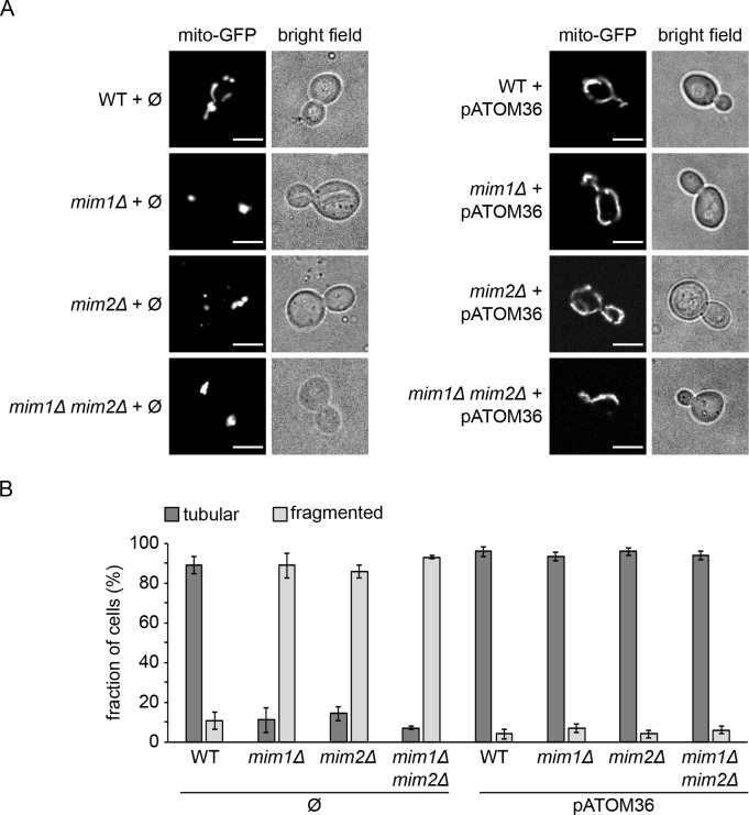 MIM deletion and heterologous rescue phenotypes in W303-derived Saccharomyces cerevisiae, not an image of the MIM complex itself. Full Figure 5: mito-GFP fluorescence and bright-field images of wild type, mim1 deletion, mim2 deletion and double-deletion cells carrying empty vector or trypanosomal pATOM36 (A; scale bars 5 micrometers), with tubular versus fragmented mitochondrial morphology quantified across three experiments (B). pATOM36 expression restores tubular morphology; it is a functional substitute, not a MIM constituent. Original multipanel figure retained.