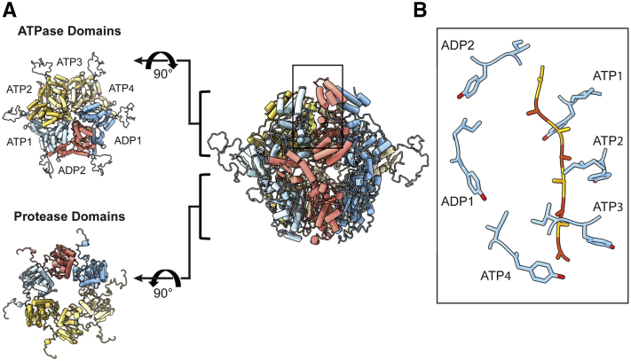 Figure 1: cryo-EM-derived atomic-model views of recombinant yeast Pim1, showing the six-subunit ATPase/protease assembly and substrate-engaging pore. This is a structural model visualization, not a raw micrograph or in situ image.