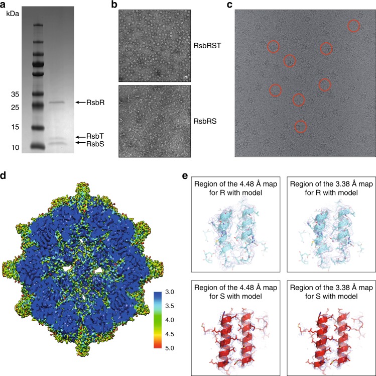 Reconstituted Listeria stressosome particles: SDS-PAGE (a), negative-stain EM comparison of RsbRST and RsbRS preparations (b), cryo-EM micrograph (c), reconstructed density (d), and local density/model comparisons (e). These are purified particles, not an in-cell localization image; no atomic RsbT model is resolved.