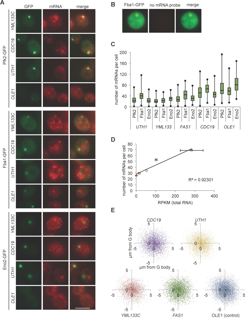 Fuller et al. 2020, Figure 3 supplement 1. Panel A shows Pfk2-, Fba1- or Eno2-GFP puncta (green) with smFISH signals (red) for the indicated yeast RNAs; OLE1 is a negative-enrichment control, not a claimed enriched cargo. Panel B is the no-probe control, and panels C-E summarize transcript counts and positions. Scale bars: 5 micrometers.