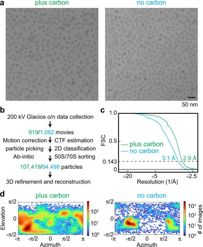 Panel a: two raw cryo-EM micrographs of E. coli 70S ribosome particles on holey carbon grids, with and without a 2 nm continuous carbon layer, 50 nm scale bar. Panels b-d of the same figure are a processing flowchart, an FSC resolution curve and angular-distribution plots, not imaging data.