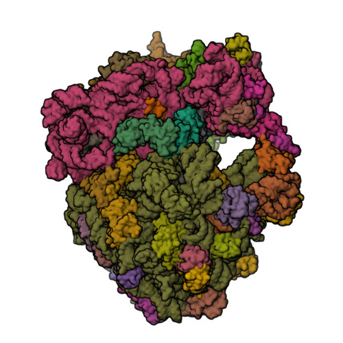 Rendering of the cryo-EM structure of a Psychrobacter urativorans 70S ribosome in complex with the hibernation factors Balon and RaiA (PDB 8RD8). A model derived from the cryo-EM map, not a raw micrograph.